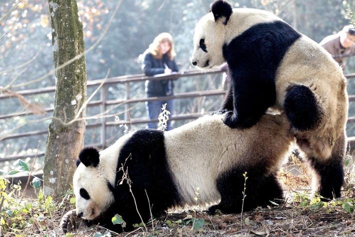 熊猫的寿命可以活多少时间（熊猫的寿命最长能活多少年）