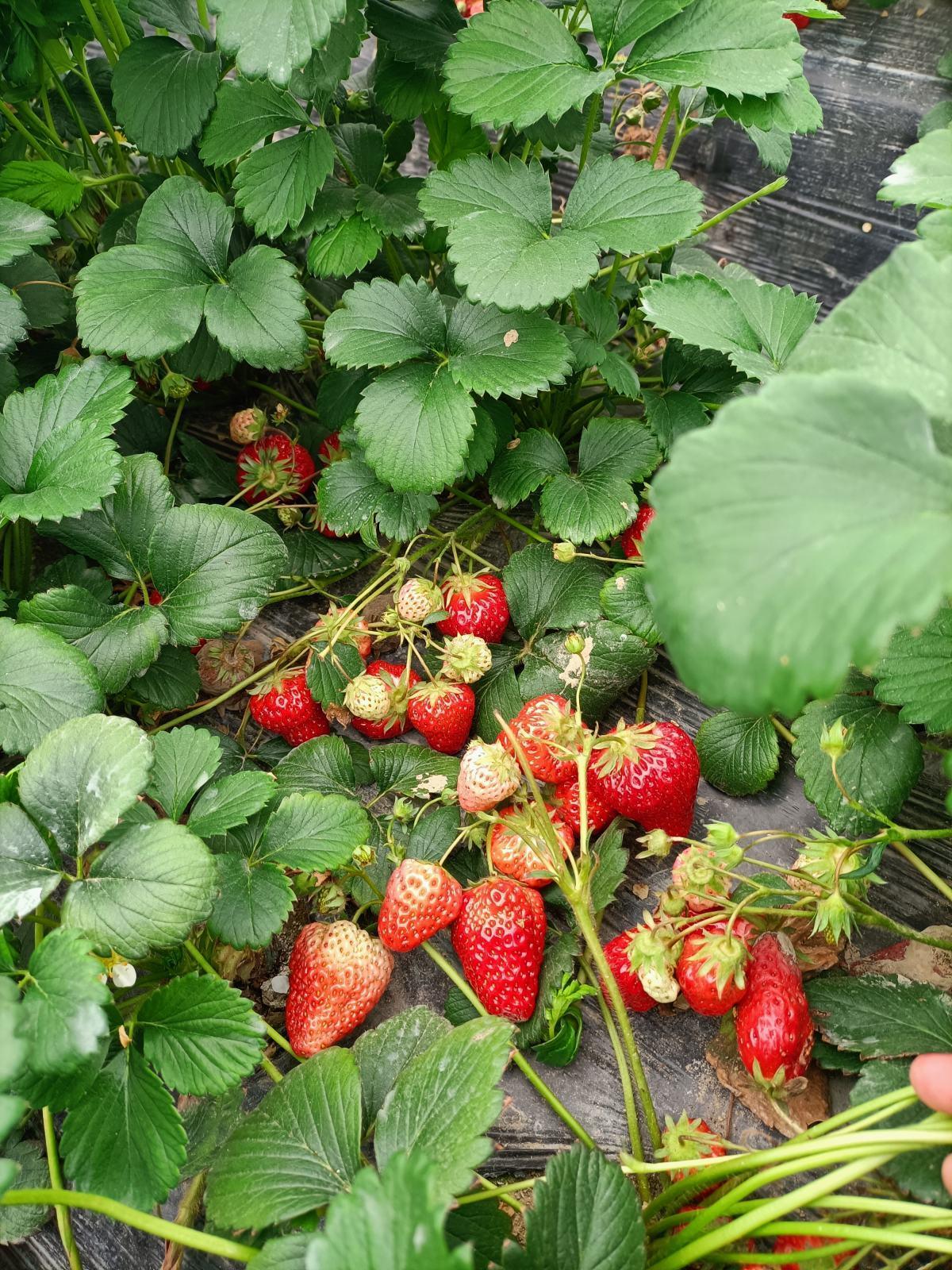草莓种植方法（家庭阳台草莓种植方法）