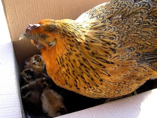 母鸡抱窝最多放几个蛋（母鸡要抱窝的前兆）