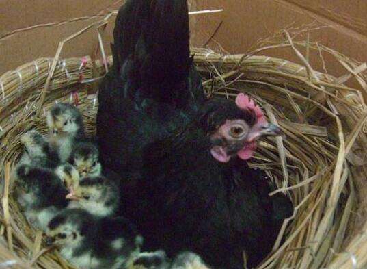 母鸡抱窝最多放几个蛋（母鸡要抱窝的前兆）
