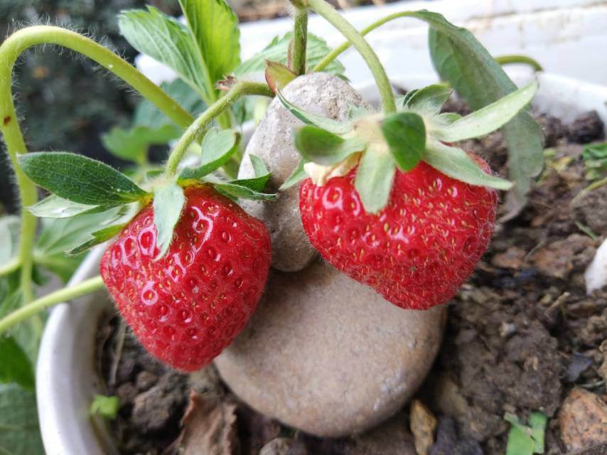 草莓种植方法（家庭阳台草莓种植方法）