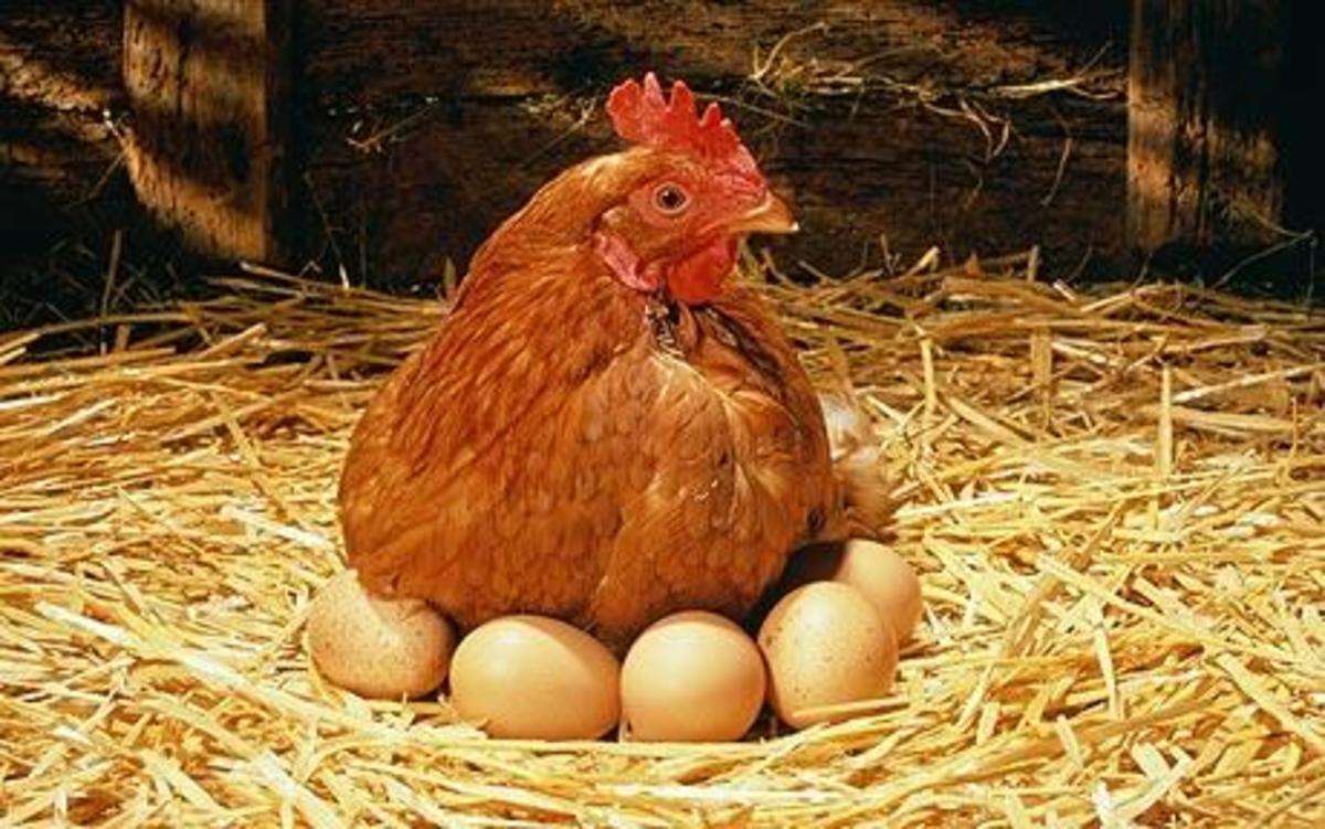 鸡一天能下几个蛋（一只蛋鸡一天能下几个蛋）