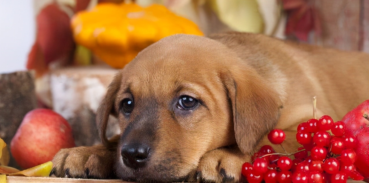 狗狗不能吃的水果清单（狗狗不能吃的水果清单图片）