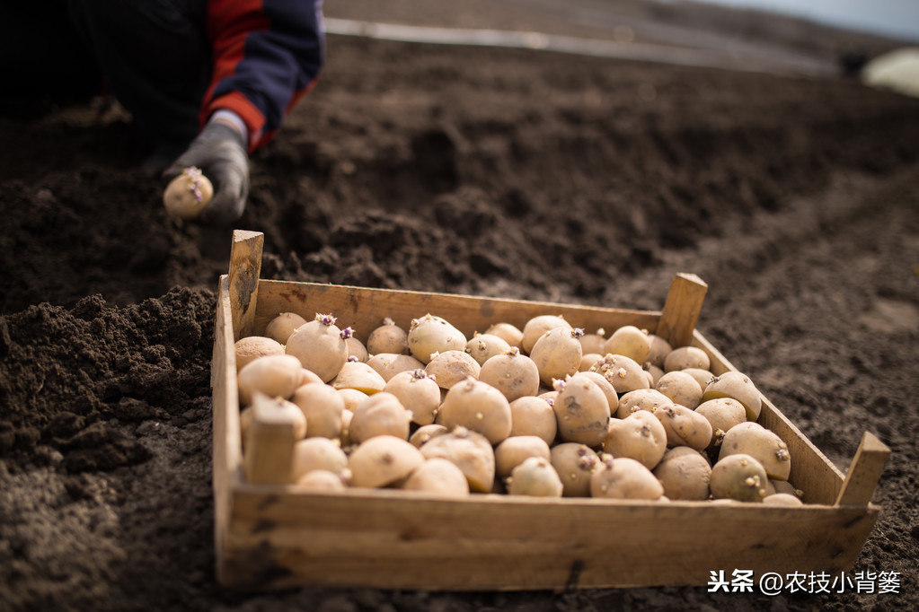土豆管理和增产方法（土豆怎么管理产量高）
