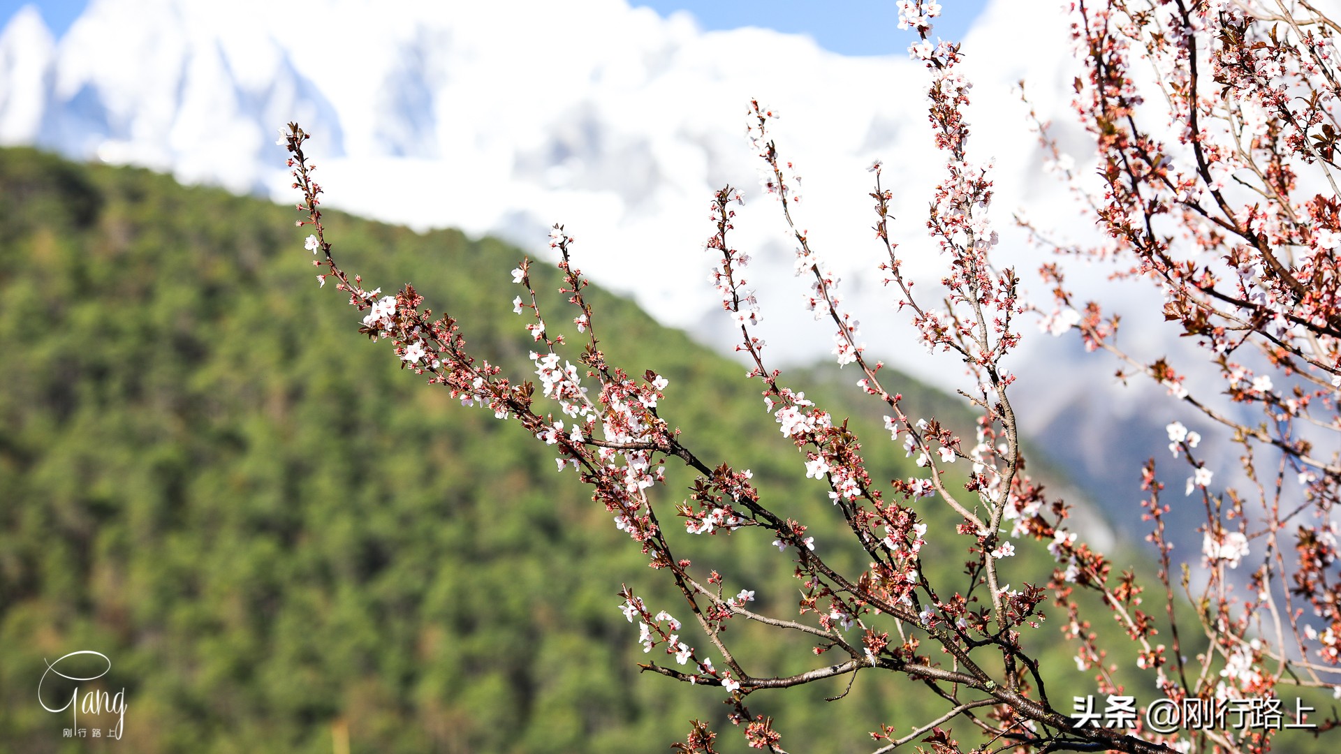 最高海拔5596米的玉龙雪山，却很神奇能看到春天最早的花儿