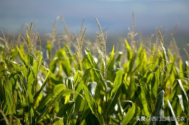 玉米是什么时候传入中国的（水稻是什么时候传入中国的）