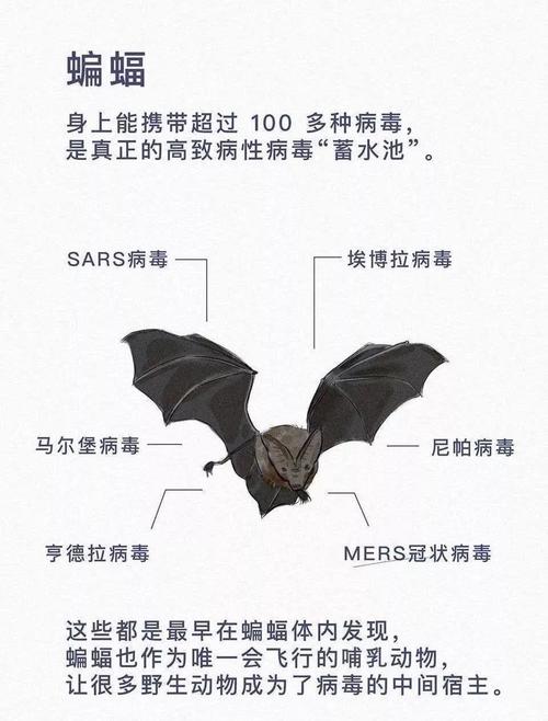 蝙蝠是怎么来的（蝙蝠是怎么来的呢家里怎么会有蝙蝠呢）