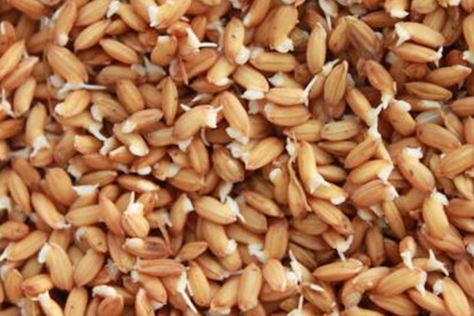水稻种子催芽方法（水稻种子催芽方法有哪些）