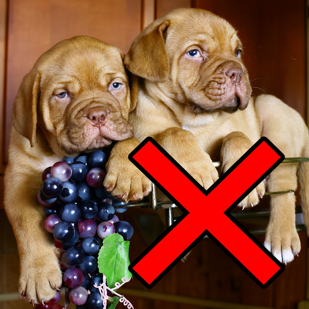 狗狗不能吃的水果清单（狗狗不能吃的水果清单图片）