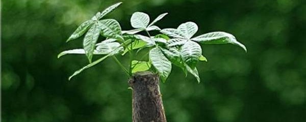 发财树养植方法（发财树养植方法视频）