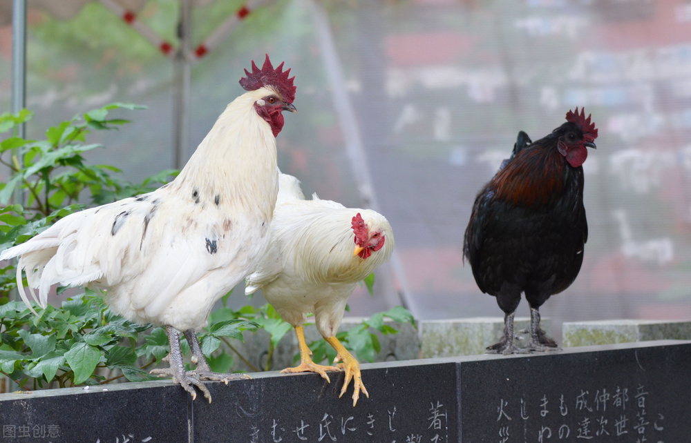孵化小鸡的最佳温度（孵化小鸡的最佳温度和湿度）