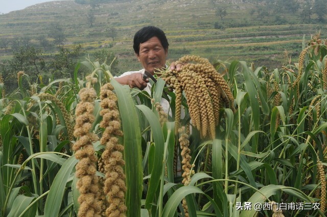 玉米是什么时候传入中国的（水稻是什么时候传入中国的）