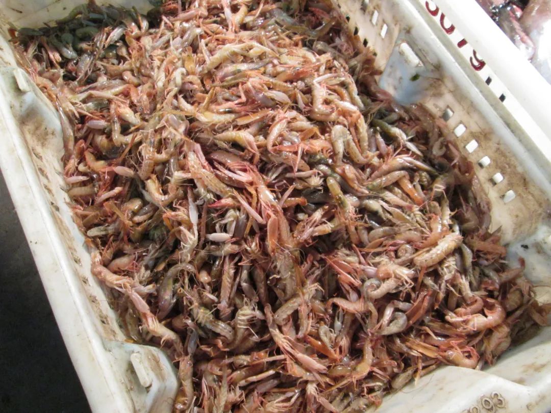 冰虾是生的还是熟的（冰虾可以直接吃吗）