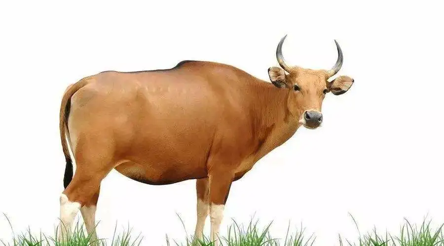 牛黄是从牛的哪里弄出来的（牛黄是牛的什么位置产生的）