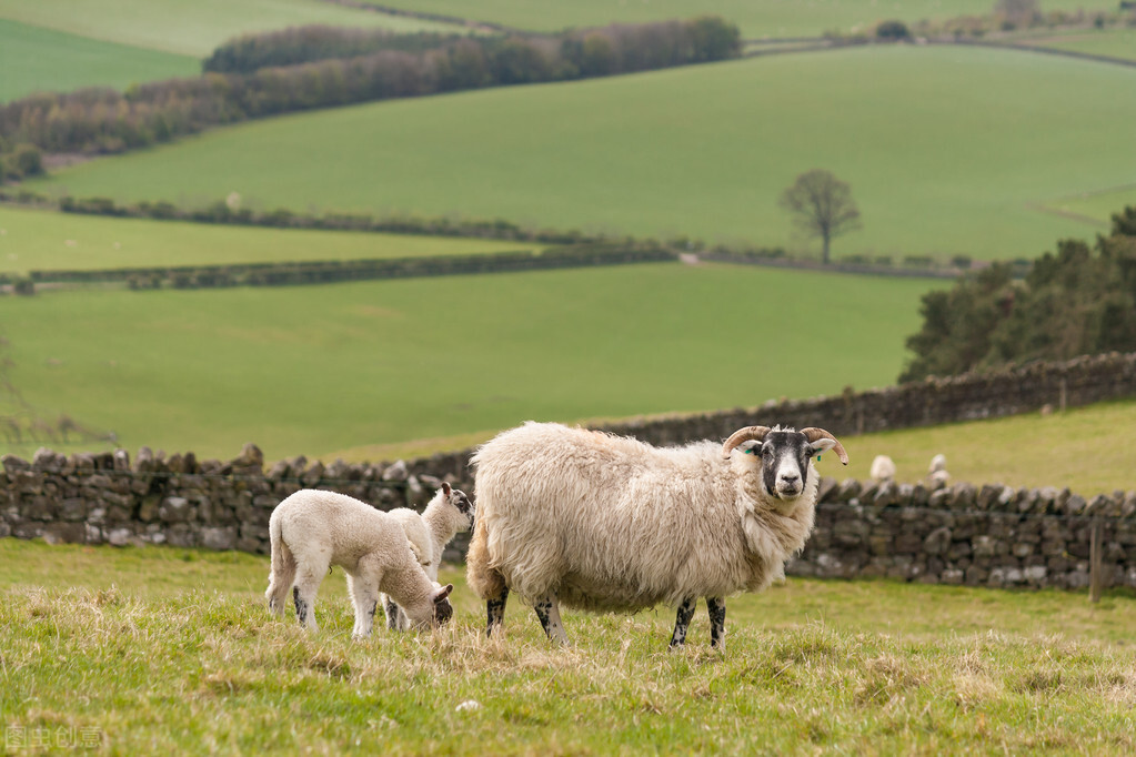 母羊生殖系统的主要特点（母羊的繁殖技术）