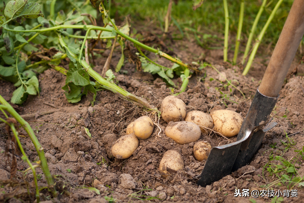 土豆管理和增产方法（土豆怎么管理产量高）