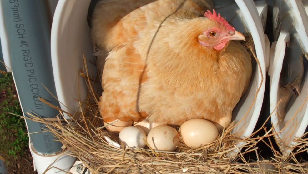 鸡一天能下几个蛋（一只蛋鸡一天能下几个蛋）