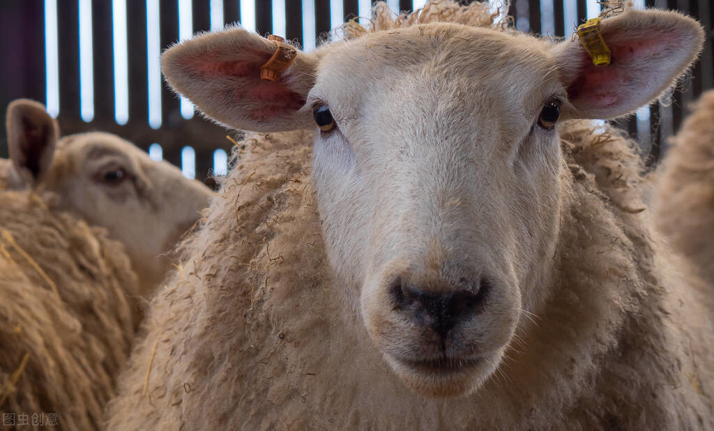 母羊生殖系统的主要特点（母羊的繁殖技术）