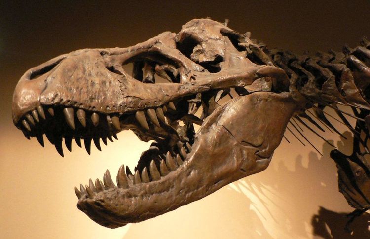 侏罗纪是什么年代（恐龙灭绝的三大原因）