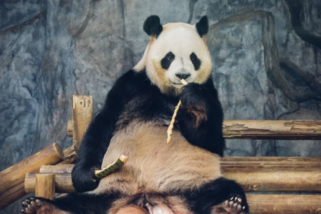 大熊猫的特征和特点（大熊猫的特征和特点是什么）