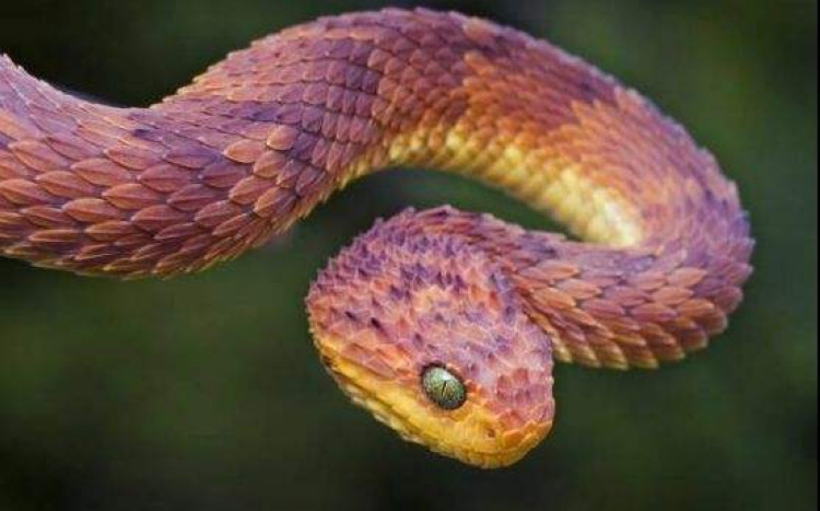 蛇有什么特点