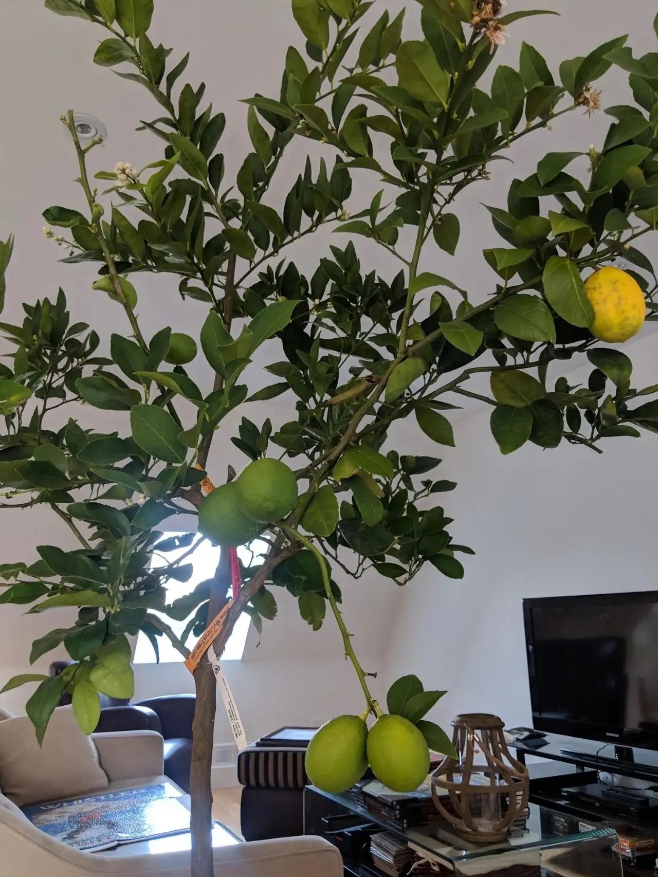 柠檬花的家庭养殖方法（柠檬花叶子发黄掉落是什么原因）