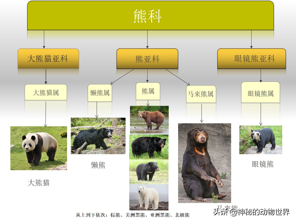 介绍大熊猫的外形和特点（介绍大熊猫的外形和特点英语作文）