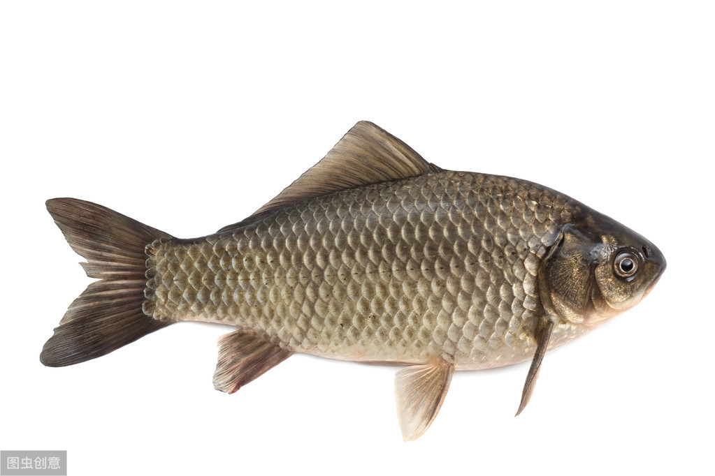 淡水鱼的种类（淡水鱼的种类及特性）
