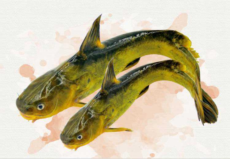 淡水鱼的种类（淡水鱼的种类及特性）