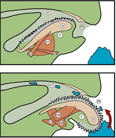 蜗牛的牙齿最多有多少颗（蜗牛260000的牙齿图片）