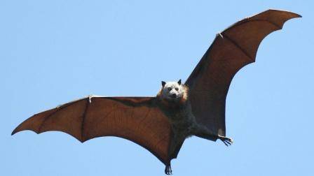 家里飞进来一只蝙蝠有何寓意的（家里飞进来一只蝙蝠有何寓意的意思）