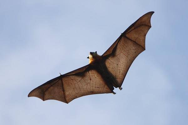 家里飞进来一只蝙蝠有何寓意的（家里飞进来一只蝙蝠有何寓意的意思）