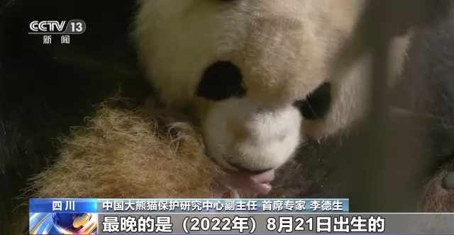 熊猫的繁殖情况（熊猫的繁殖情况和价值）