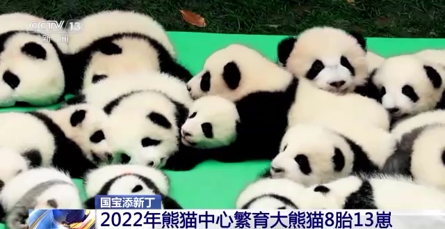 熊猫的繁殖情况（熊猫的繁殖情况和价值）