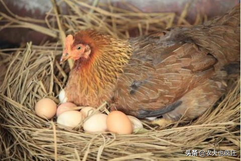 小鸡几天能孵出来（小鸡孵化1一21天过程图）