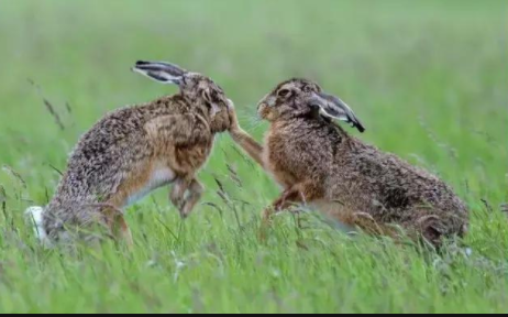 兔子怎么分公母简单又快（怎么从外表看兔子公母）