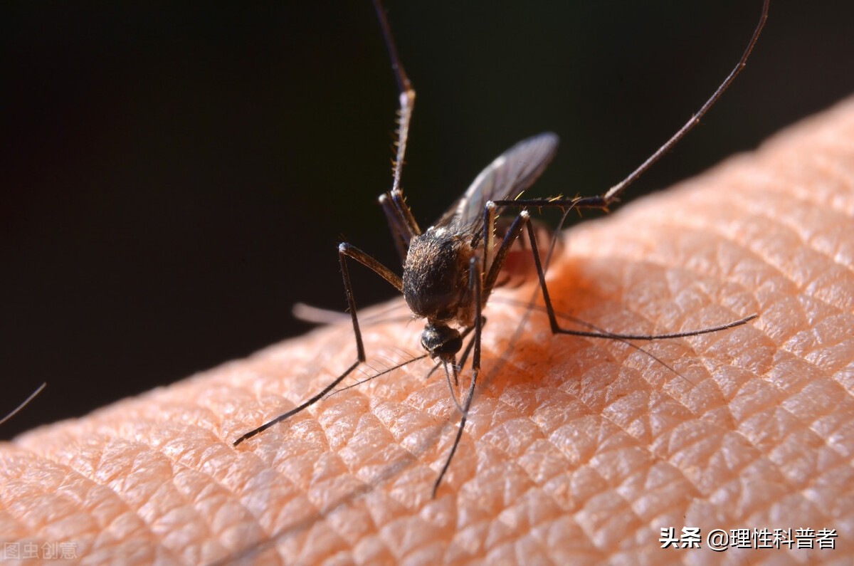 蚊子的繁殖速度有多快（蚊子的繁殖需要什么条件）