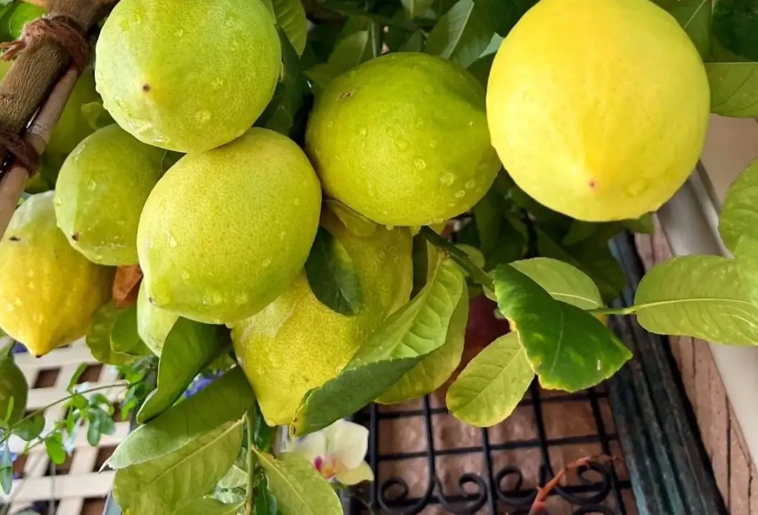 柠檬花的家庭养殖方法（柠檬花叶子发黄掉落是什么原因）