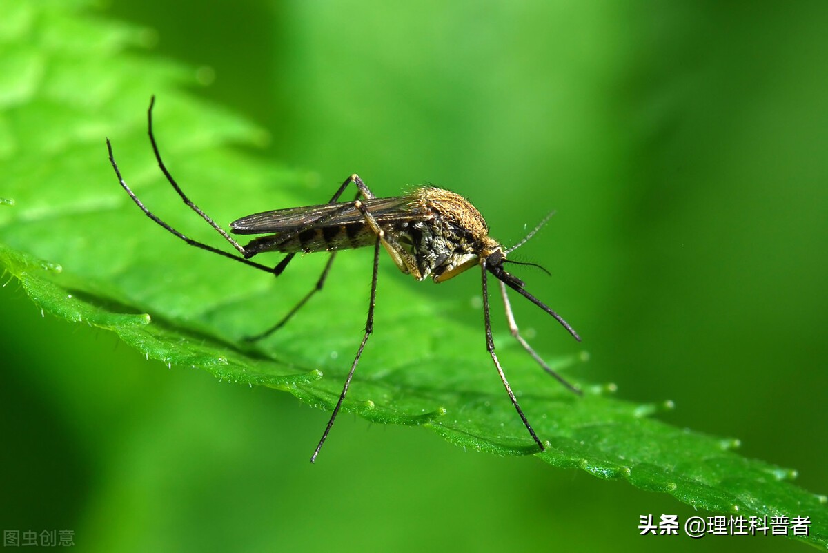 蚊子的繁殖速度有多快（蚊子的繁殖需要什么条件）