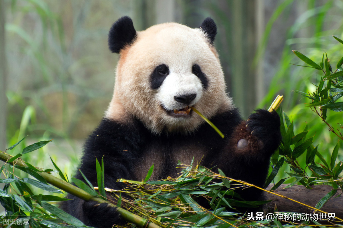 介绍大熊猫的外形和特点（介绍大熊猫的外形和特点英语作文）
