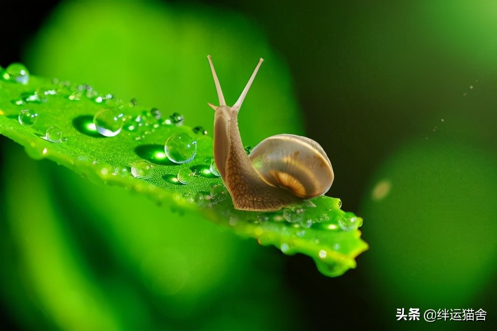 蜗牛为什么下雨天出来（蜗牛为什么下雨天出来爬墙）