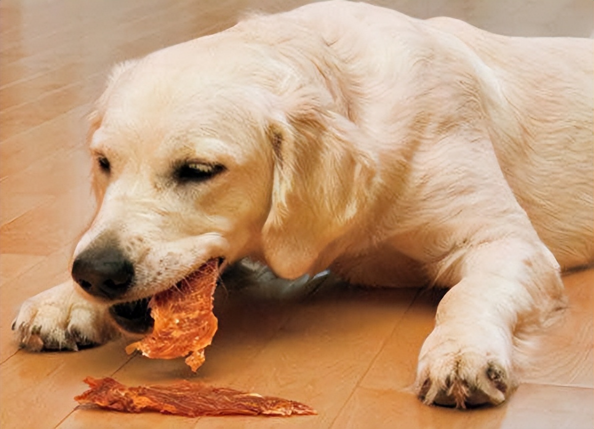 怎么喂能让狗狗快速胖起来（怎么喂能让狗狗快速胖起来的食物）